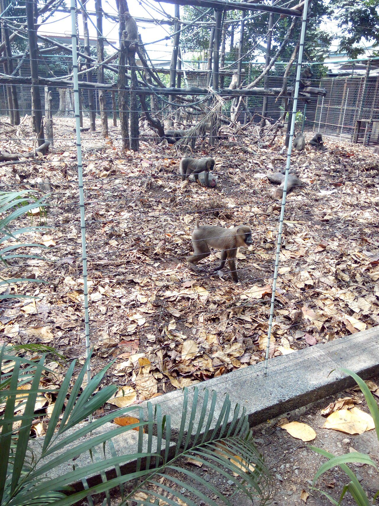 Drill Monkey Rehab Centre